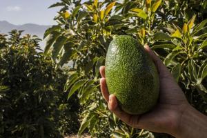 Facultad de Agronomía de la UNALM realizará curso de actualización profesional en palto