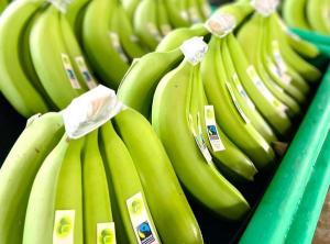 “Fair Trade había acordado para este año un incremento de US$ 0.50 por caja de banano, pero la subida de costos ha sido de más de US$ 1”