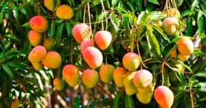 Falta de lluvias y bajo volumen de agua en reservorios afectarían cultivos como el mango