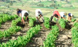 FAO: Agricultura de la región Ayacucho será la más afectada por el cambio climático