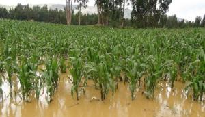 FAO: Agricultura perdió US$ 280.000 millones en entre el 2008 y 2018 por desastres naturales