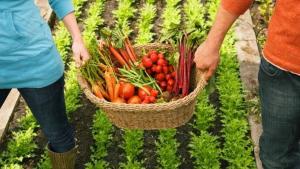 FAO declara el 2026 “Año Internacional de la Agricultora”