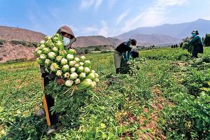 FAO: Perú es menos afectado por la crisis mundial