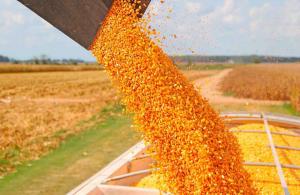 FAO: Precio mundial de los alimentos cae por segundo mes consecutivo en julio