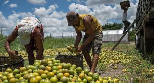 FAO: precios mundiales de los alimentos caen con fuerza en marzo