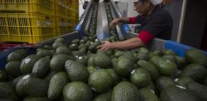 FAO: Producción mundial de aguacate alcanzaría los 12 millones de toneladas para 2030