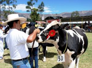 Feria ganadera de Lambayeque presentará quesillo de más de 150 kg