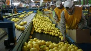 Finalmente, EE.UU. permitirá el ingreso de los limones argentinos a su mercado