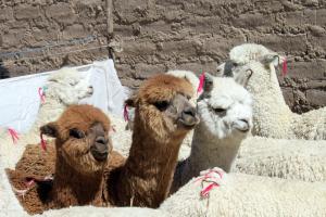 Financian proyecto de crianza de alpaca en la sierra de Tacna