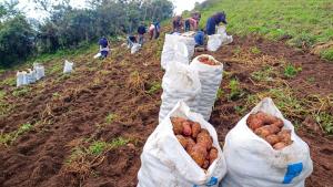 Fortalecen la producción y comercialización de papa a productores de la sierra norte