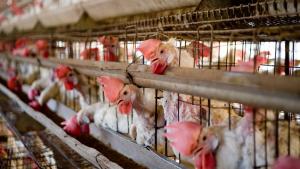 Francia: a partir del 2022 se prohíbe la venta de huevos puestos por gallinas enjauladas