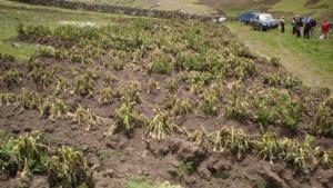 Friajes están afectando cultivos en sierra sur del Perú