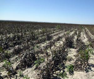 Frío daña cultivos de papa y maíz en el centro y sur del país
