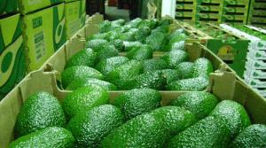 Frutas y verduras peruanas atraen a los rusos