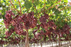 Fundo La Portada exportaría 6.150 toneladas de uva de mesa en la campaña 2016/2017