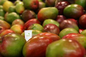 Fundo Los Paltos incorporará Hazel™ for Mango en la próxima campaña de exportación