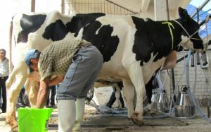 Ganaderos acusan a industriales de iniciar campaña de miedo sobre los productos lácteos