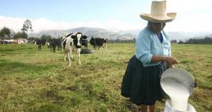 Ganaderos de Cajamarca, Cusco y Puno aumentan en 40% producción lechera