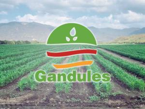 Gandules fue reconocida como la empresa agroexportadora del año