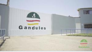 Gandules suspendió operaciones en su planta de Jayanca por dos casos de Covid-19