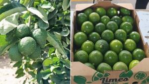 Gloria Agro Foods: "Esperamos afianzarnos también en Europa con nuestras limas de producción propia de Perú"