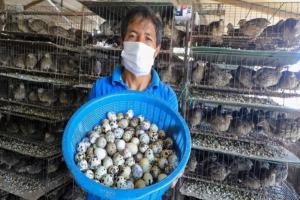Gobierno apoyará formalización de productores de huevos de codorniz