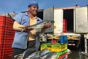 Gobierno aprueba incremento de captura de caballa de pesca artesanal en 22%