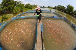“Gobierno está analizando medidas para promover la acuicultura”