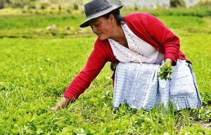 Gobiernos regionales reciben asistencia técnica para garantizar los procesos de titulación de tierras en el país