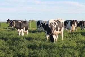 Gobiernos y representantes del sector lácteo debaten el impacto del Covid-19 y el futuro de la lechería en las Américas