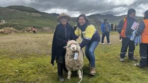 Gold Fields entrega 356 ovinos de raza Corriedale en el caserío de Cuadratura