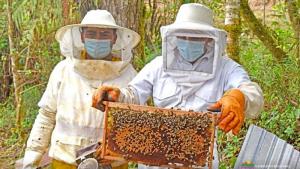 Golpes de calor pueden matar a las abejas y reducen la producción de miel