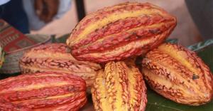 Gore Pasco construirá primera planta procesadora de cacao en Oxapampa