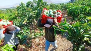 GORE Piura ejecutará proyecto mango en 19.,024 hectáreas de cuatro provincias
