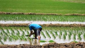 GORE Piura expresa preocupación por situación de productores arroceros