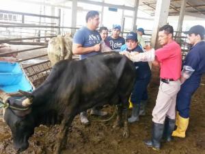 GRALL formó técnicos en inseminación artificial de ganado vacuno
