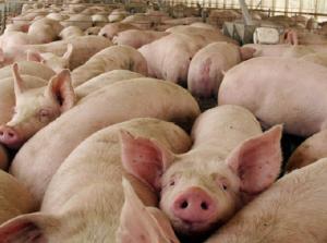 Granja Porcina San Isidro Labrador  casi triplicó sus ventas en tres años gracias a la adopción de tecnología