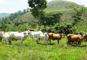 Gremio de criadores de ganado cebú en Brasil asesorará a sus pares de Perú gracias a convenio firmado en ExpoZebu