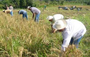 GREMIO DE GRANOS Y CERELAES PROTESTA ANTE PROPUESTA DE MUDAR SEMBRÍOS A LA SELVA