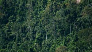 Gremios agricultores negaron que la modificación de la ley forestal ponga en peligro a los bosques