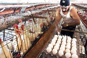 Gripe aviar: consumir carne o huevos de aves no es una vía de contagio