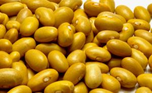 Grupo Cintar abastece casi con el 50% del total de la importación peruana de frejol canario