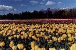 GRUPO TÉCNICO DE CUARENTENA VEGETAL DEL COSAVE SE REÚNE EN LIMA