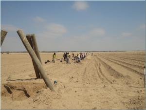 Grupo Verfrut busca desarrollar sus plantaciones de banano orgánico en Piura