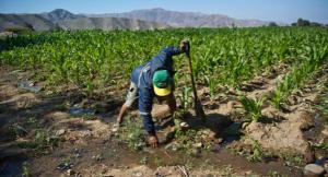 ¿Hacia una crisis demográfica en la agricultura peruana?