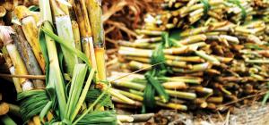 Hasta 600 toneladas de azúcar diarias producirá Agrolmos este año