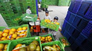 Hasta abril: Ica, Lima y La Libertad lideran las agroexportaciones