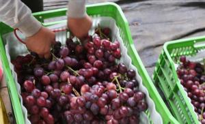 Hasta septiembre, exportación peruana de uvas llegó a US$ 372 millones