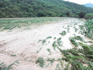 Hay 6.8 millones de áreas cultivadas en riesgo por huaycos e inundaciones