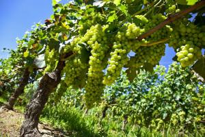 "Hay optimismo y entusiasmos renovados para la temporada sudafricana de uva de mesa”